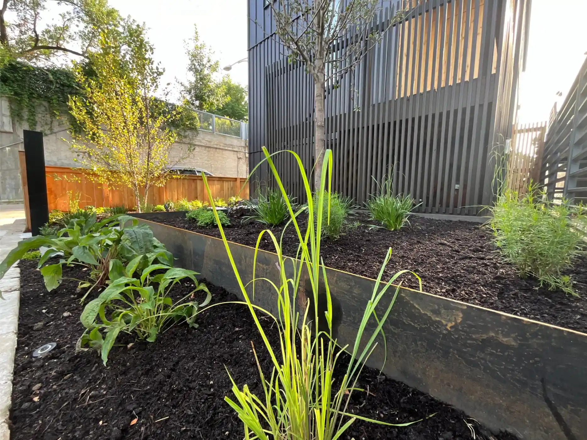 Mozart Ave Project: Modern Landscape, Steel-Edged Beds, Streetscape (photo 2 of 6)