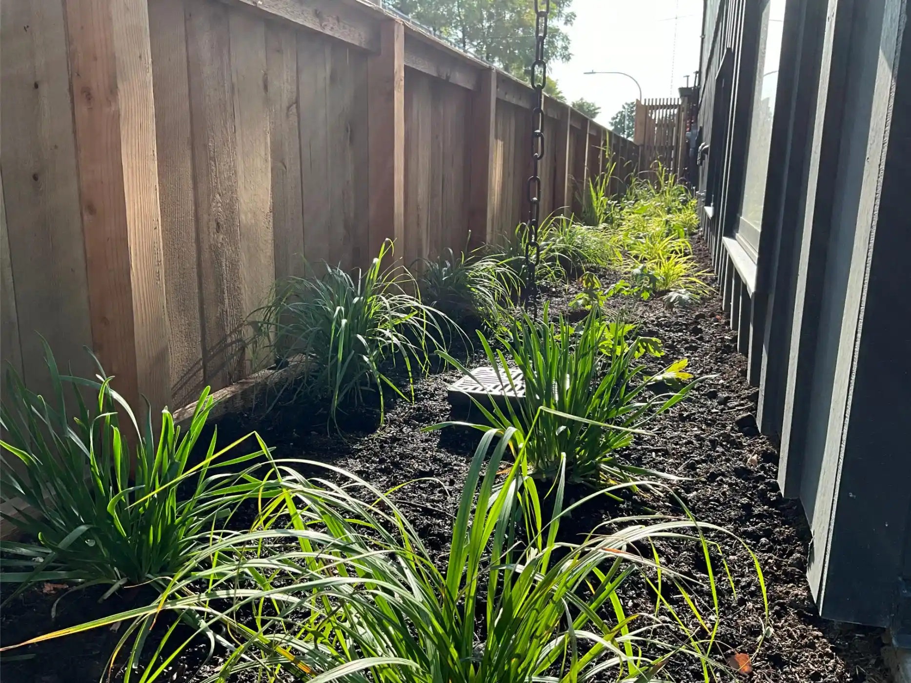Mozart Ave Project: Modern Landscape, Steel-Edged Beds, Streetscape (photo 5 of 6)